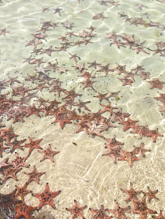 Dziesiątki rozgwiazd